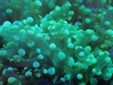 画像2: 【サンゴまとめ買い割引き10％〜20%OFF対象商品】【サンゴ】【通販】タコアシサンゴ（メタリックグリーン)Mサイズ（個体販売）（±9-10cm)No.9（生体）（サンゴ） (2)