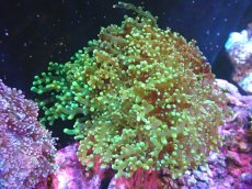 画像1: 【サンゴまとめ買い割引き10％〜20%OFF対象商品】【サンゴ】【通販】タコアシサンゴ（メタリックグリーン)Lサイズ（個体販売）（±15-17cm)No.10（生体）（サンゴ） (1)