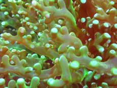 画像2: 【サンゴまとめ買い割引き10％〜20%OFF対象商品】【サンゴ】【通販】タコアシサンゴ（メタリックグリーン)Lサイズ（個体販売）（±15-17cm)No.10（生体）（サンゴ） (2)