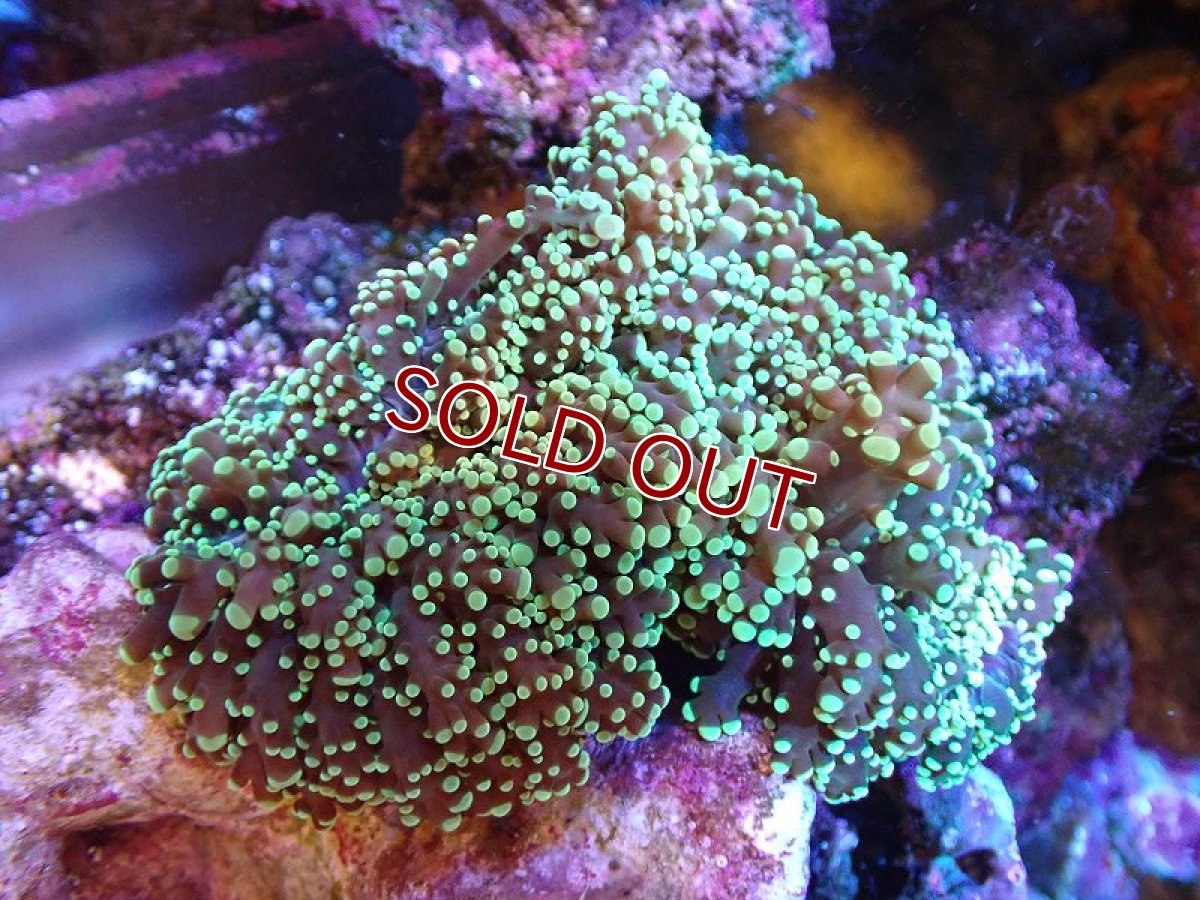 画像1: 【サンゴ】【通販】タコアシサンゴ（メタリックグリーン)Mサイズ（個体販売）（±10-12cm)No.11（生体）（サンゴ） (1)
