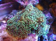 画像1: 【サンゴまとめ買い割引き10％〜20%OFF対象商品】【サンゴ】【通販】タコアシサンゴ（メタリックグリーン)Mサイズ（個体販売）（±10-12cm)No.11（生体）（サンゴ） (1)