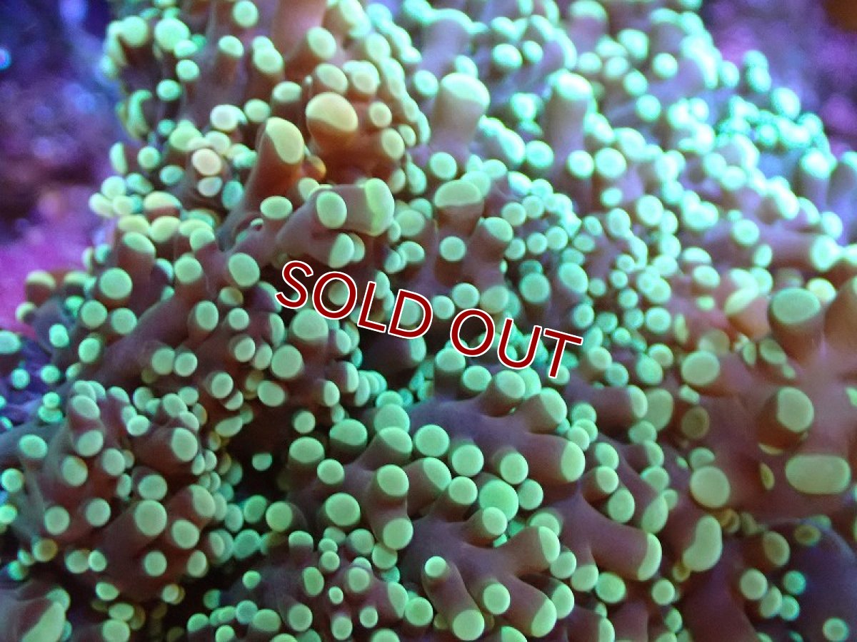 画像2: 【サンゴ】【通販】タコアシサンゴ（メタリックグリーン)Mサイズ（個体販売）（±10-12cm)No.11（生体）（サンゴ） (2)