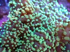 画像2: 【サンゴまとめ買い割引き10％〜20%OFF対象商品】【サンゴ】【通販】タコアシサンゴ（メタリックグリーン)Mサイズ（個体販売）（±10-12cm)No.11（生体）（サンゴ） (2)