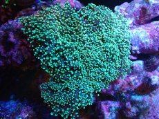 画像1: 【サンゴまとめ買い割引き10％〜20%OFF対象商品】【サンゴ】【通販】タコアシサンゴ（メタリックグリーン)XLサイズ（個体販売）（±18-20cm)No.12（生体）（サンゴ） (1)