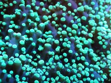 画像2: 【サンゴまとめ買い割引き10％〜20%OFF対象商品】【サンゴ】【通販】タコアシサンゴ（メタリックグリーン)XLサイズ（個体販売）（±18-20cm)No.12（生体）（サンゴ） (2)