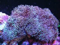 画像1: 【サンゴまとめ買い割引き10％〜20%OFF対象商品】【サンゴ】【通販】タコアシサンゴ（メタリックグリーンステム)XLサイズ（個体販売）（±18-20cm)No.13（生体）（サンゴ） (1)