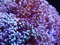 画像2: 【サンゴまとめ買い割引き10％〜20%OFF対象商品】【サンゴ】【通販】タコアシサンゴ（メタリックグリーンステム)XLサイズ（個体販売）（±18-20cm)No.13（生体）（サンゴ） (2)