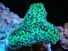 画像1: 【サンゴまとめ買い割引き10％〜20%OFF対象商品】【サンゴ】【通販】ナガレハナサンゴ（Yellow/Green)Mサイズ（個体販売）（±10cm)No.1（生体）（サンゴ） (1)