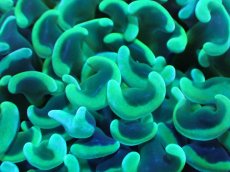 画像2: 【サンゴまとめ買い割引き10％〜20%OFF対象商品】【サンゴ】【通販】ナガレハナサンゴ（Yellow/Green)Mサイズ（個体販売）（±10cm)No.1（生体）（サンゴ） (2)