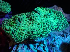 画像1: 【サンゴまとめ買い割引き10％〜20%OFF対象商品】【サンゴ】【通販】ナガレハナサンゴ（Yellow/Green)MLサイズ（個体販売）（±15cm)No.2（生体）（サンゴ） (1)