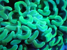 画像2: 【サンゴまとめ買い割引き10％〜20%OFF対象商品】【サンゴ】【通販】ナガレハナサンゴ（Yellow/Green)MLサイズ（個体販売）（±15cm)No.2（生体）（サンゴ） (2)