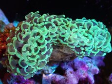 画像1: 【サンゴまとめ買い割引き10％〜20%OFF対象商品】【サンゴ】【通販】ナガレハナサンゴ（Yellow/Green)Mサイズ（個体販売）（±10cm)No.3（生体）（サンゴ） (1)