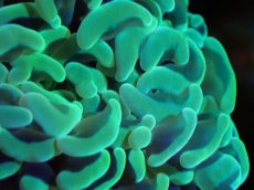 画像2: 【サンゴまとめ買い割引き10％〜20%OFF対象商品】【サンゴ】【通販】ナガレハナサンゴ（Yellow/Green)Mサイズ（個体販売）（±10cm)No.3（生体）（サンゴ） (2)