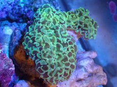 画像1: 【サンゴまとめ買い割引き10％〜20%OFF対象商品】【サンゴ】【通販】ナガレハナサンゴ（Yellow/Green)Mサイズ（個体販売）（±10cm)No.4（生体）（サンゴ） (1)