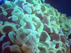 画像2: 【サンゴまとめ買い割引き10％〜20%OFF対象商品】【サンゴ】【通販】ナガレハナサンゴ（Yellow/Green)Mサイズ（個体販売）（±10cm)No.4（生体）（サンゴ） (2)