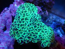 画像1: 【サンゴまとめ買い割引き10％〜20%OFF対象商品】【サンゴ】【通販】ナガレハナサンゴ（Yellow/Green)Mサイズ（個体販売）（±12cm)No.5（生体）（サンゴ） (1)