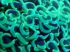 画像2: 【サンゴまとめ買い割引き10％〜20%OFF対象商品】【サンゴ】【通販】ナガレハナサンゴ（Yellow/Green)Mサイズ（個体販売）（±12cm)No.5（生体）（サンゴ） (2)