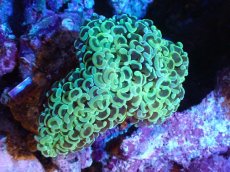 画像1: 【サンゴまとめ買い割引き10％〜20%OFF対象商品】【サンゴ】【通販】ナガレハナサンゴ（Yellow/Green)MLサイズ（個体販売）（±10cm)No.6（生体）（サンゴ） (1)