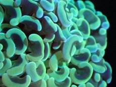 画像2: 【サンゴまとめ買い割引き10％〜20%OFF対象商品】【サンゴ】【通販】ナガレハナサンゴ（Yellow/Green)MLサイズ（個体販売）（±10cm)No.6（生体）（サンゴ） (2)