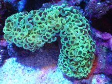 画像1: 【サンゴまとめ買い割引き10％〜20%OFF対象商品】【サンゴ】【通販】ナガレハナサンゴ（Yellow/Green)MLサイズ（個体販売）（±13cm)No.7（生体）（サンゴ） (1)