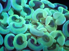 画像2: 【サンゴまとめ買い割引き10％〜20%OFF対象商品】【サンゴ】【通販】ナガレハナサンゴ（Yellow/Green)MLサイズ（個体販売）（±13cm)No.7（生体）（サンゴ） (2)