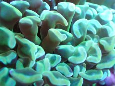 画像2: 【サンゴまとめ買い割引き10％〜20%OFF対象商品】【サンゴ】【通販】ナガレハナサンゴ（Yellow/Green)MLサイズ（個体販売）（±13cm)No.8（生体）（サンゴ） (2)