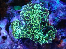 画像1: 【サンゴまとめ買い割引き10％〜20%OFF対象商品】【サンゴ】【通販】ナガレハナサンゴ（Yellow/Green)MLサイズ（個体販売）（±13cm)No.9（生体）（サンゴ） (1)