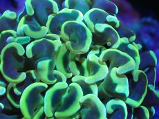 画像2: 【サンゴまとめ買い割引き10％〜20%OFF対象商品】【サンゴ】【通販】ナガレハナサンゴ（Yellow/Green)MLサイズ（個体販売）（±13cm)No.9（生体）（サンゴ） (2)