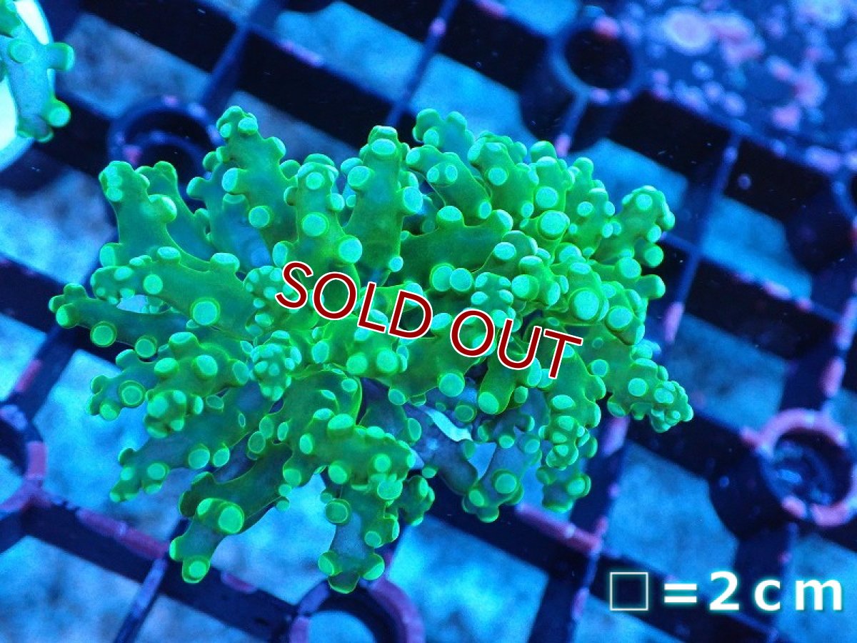 画像1: 【サンゴ】【通販】コエダナガレハナサンゴ（メタリックグリーン/フラグ）（個体販売）No.8（生体）（サンゴ） (1)