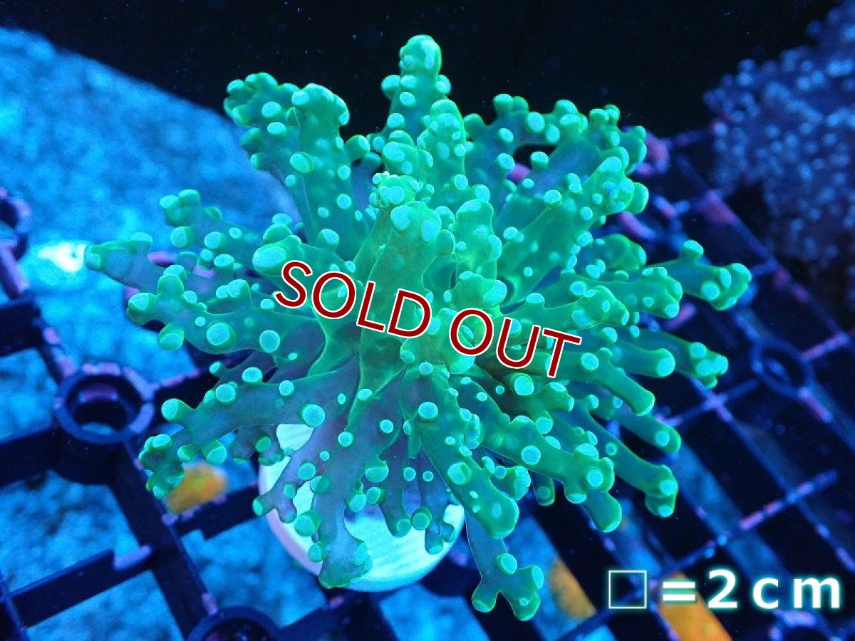 画像1: 【サンゴ】【通販】コエダナガレハナサンゴ（メタリックグリーン/フラグ）（個体販売）No.17（生体）（サンゴ） (1)