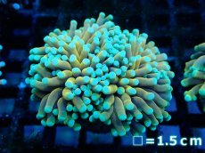 画像1: 【サンゴまとめ買い割引き10％〜20%OFF対象商品】【サンゴ】【通販】ゴールドトーチコーラル（２４K）（個体販売）No.1（生体）（サンゴ） (1)