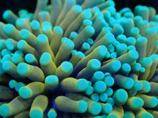 画像2: 【サンゴまとめ買い割引き10％〜20%OFF対象商品】【サンゴ】【通販】ゴールドトーチコーラル（２４K）（個体販売）No.1（生体）（サンゴ） (2)