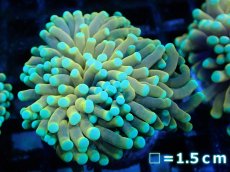 画像1: 【サンゴまとめ買い割引き10％〜20%OFF対象商品】【サンゴ】【通販】ゴールドトーチコーラル（２４K）（個体販売）No.2（生体）（サンゴ） (1)