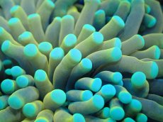 画像2: 【サンゴまとめ買い割引き10％〜20%OFF対象商品】【サンゴ】【通販】ゴールドトーチコーラル（２４K）（個体販売）No.2（生体）（サンゴ） (2)