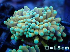 画像1: 【サンゴまとめ買い割引き10％〜20%OFF対象商品】【サンゴ】【通販】ゴールドトーチコーラル（２４K）（個体販売）No.3（生体）（サンゴ） (1)