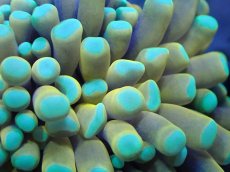 画像2: 【サンゴまとめ買い割引き10％〜20%OFF対象商品】【サンゴ】【通販】ゴールドトーチコーラル（２４K）（個体販売）No.3（生体）（サンゴ） (2)