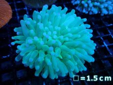 画像1: 【サンゴまとめ買い割引き10％〜20%OFF対象商品】【サンゴ】【通販】パラオクサビライシ（Clear Green)Mサイズ（個体販売）No.1（生体）（サンゴ） (1)