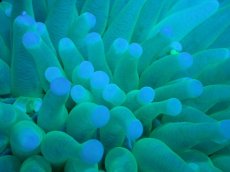 画像2: 【サンゴまとめ買い割引き10％〜20%OFF対象商品】【サンゴ】【通販】パラオクサビライシ（Clear Green)Mサイズ（個体販売）No.1（生体）（サンゴ） (2)