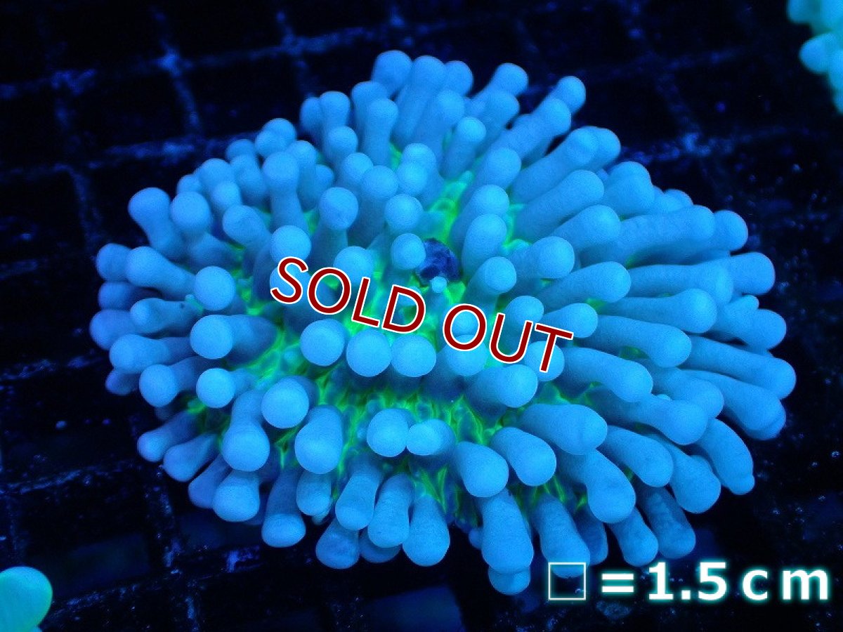 画像1: 【サンゴ】【通販】パラオクサビライシ（Clear Green)SMサイズ（個体販売）No.2（生体）（サンゴ） (1)