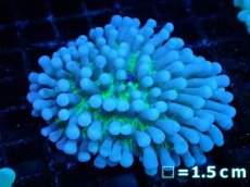 画像1: 【サンゴ】【通販】パラオクサビライシ（Clear Green)SMサイズ（個体販売）No.2（生体）（サンゴ） (1)