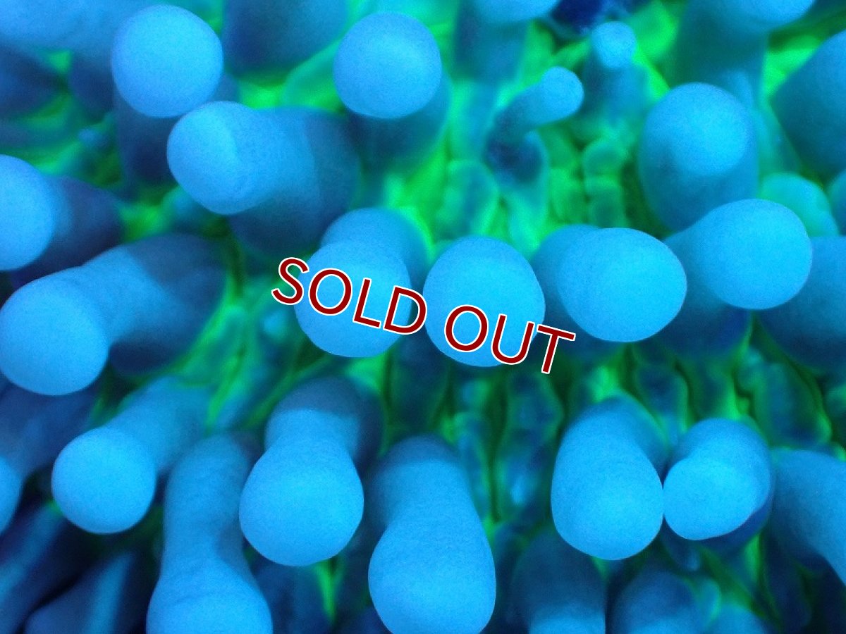 画像2: 【サンゴ】【通販】パラオクサビライシ（Clear Green)SMサイズ（個体販売）No.2（生体）（サンゴ） (2)