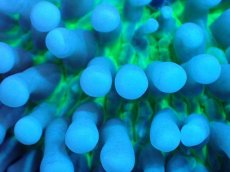 画像2: 【サンゴ】【通販】パラオクサビライシ（Clear Green)SMサイズ（個体販売）No.2（生体）（サンゴ） (2)