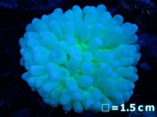 画像1: 【サンゴまとめ買い割引き10％〜20%OFF対象商品】【サンゴ】【通販】パラオクサビライシ（Clear Green)SMサイズ（個体販売）No.3（生体）（サンゴ） (1)