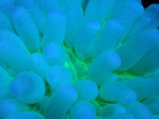 画像2: 【サンゴまとめ買い割引き10％〜20%OFF対象商品】【サンゴ】【通販】パラオクサビライシ（Clear Green)SMサイズ（個体販売）No.3（生体）（サンゴ） (2)