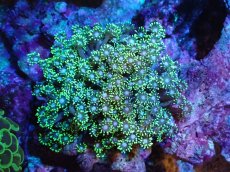 画像1: 【サンゴまとめ買い割引き10％〜20%OFF対象商品】 【サンゴ】【通販】ハナガササンゴ（Metallic Green)（個体販売）（±7-8cm)No.1（生体）（サンゴ） (1)