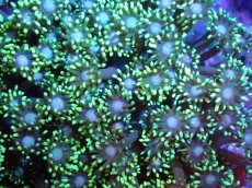 画像2: 【サンゴまとめ買い割引き10％〜20%OFF対象商品】 【サンゴ】【通販】ハナガササンゴ（Metallic Green)（個体販売）（±7-8cm)No.1（生体）（サンゴ） (2)