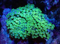 画像1: 【サンゴまとめ買い割引き10％〜20%OFF対象商品】 【サンゴ】【通販】ハナガササンゴ（Metallic Green)（個体販売）（±9-10cm)No.2（生体）（サンゴ） (1)