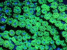 画像2: 【サンゴまとめ買い割引き10％〜20%OFF対象商品】 【サンゴ】【通販】ハナガササンゴ（Metallic Green)（個体販売）（±9-10cm)No.2（生体）（サンゴ） (2)