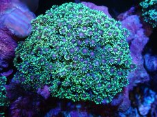 画像1: 【サンゴまとめ買い割引き10％〜20%OFF対象商品】 【サンゴ】【通販】ハナガササンゴ（Metallic Green/Purple Core)（個体販売）（±9-10cm)No.3（生体）（サンゴ） (1)