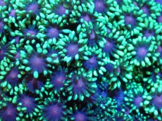 画像2: 【サンゴまとめ買い割引き10％〜20%OFF対象商品】 【サンゴ】【通販】ハナガササンゴ（Metallic Green/Purple Core)（個体販売）（±9-10cm)No.3（生体）（サンゴ） (2)